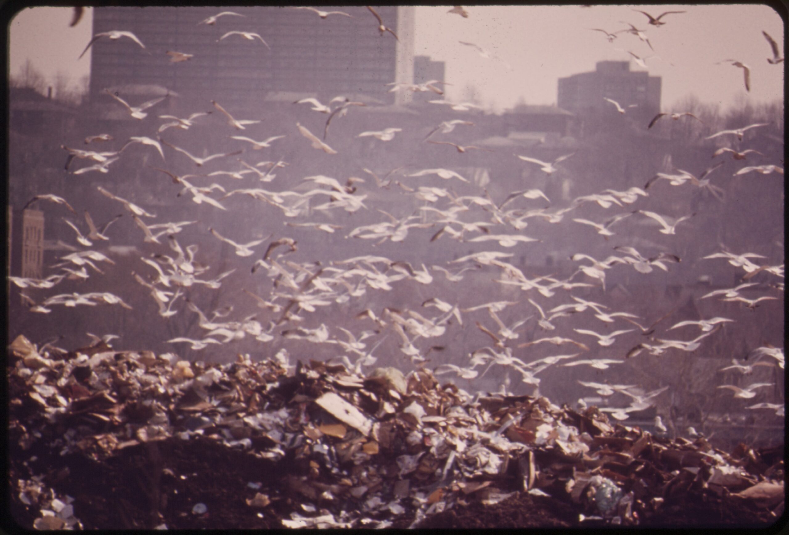 Gulls flock a mound of garbage